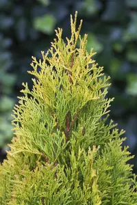 Thuja occ. 'Golden Smaragd' - 30-40 CM C2 - image 3