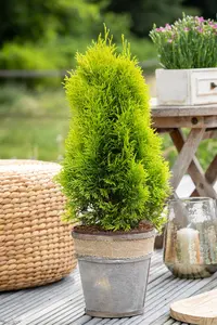 Thuja occ. 'Golden Smaragd' - 30-40 CM C2 - image 4