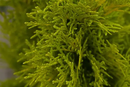 Thuja occ. 'Golden Smaragd' - 30-40 CM C2 - image 5