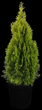 Thuja occ. 'Golden Smaragd' - 100-125 CM RB - image 3