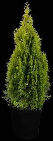 Thuja occ. 'Golden Smaragd' - MULTISTEM 60-80 CM C12 - image 3