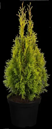 Thuja occ. 'Golden Smaragd' - 120-140 CM RB - image 2