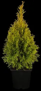 Thuja occ. 'Golden Smaragd' - 100-125 CM RB - image 1