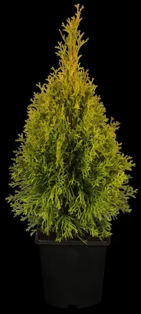 Thuja occ. 'Golden Smaragd' - 120-140 CM RB - image 1