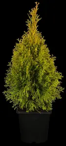 Thuja occ. 'Golden Smaragd' - MULTISTEM 60-80 CM C12 - image 5