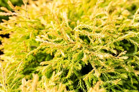 Thuja occ. 'Golden Tuffet' - 20-25 CM C2.5 - image 5