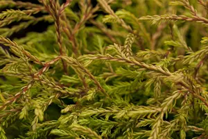 Thuja occ. 'Golden Tuffet' - LINERS 28 CEL TRAY P9 SIZE - image 1