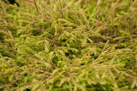 Thuja occ. 'Golden Tuffet' - LINERS 28 CEL TRAY P9 SIZE - image 2