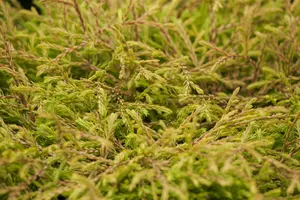 Thuja occ. 'Golden Tuffet' - LINERS 28 CEL TRAY P9 SIZE - image 2