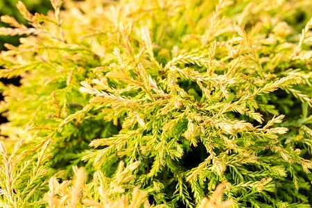 Thuja occ. 'Golden Tuffet' - LINERS 28 CEL TRAY P9 SIZE - image 4