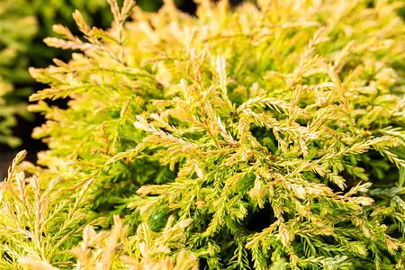Thuja occ. 'Golden Tuffet' - LINERS 28 CEL TRAY P9 SIZE - image 5