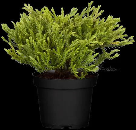 Thuja occ. 'Golden Tuffet' - 20-25 CM C2.5 - image 4