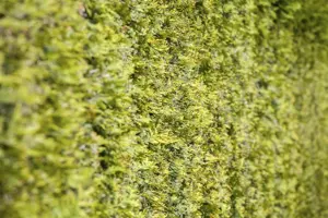 Thuja occ. 'Great Star' - P9 - image 5
