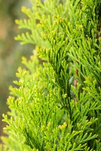 Thuja occ. 'Green Egg'?