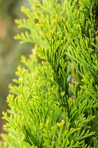 Thuja occ. 'Green Egg'? - 15-20 CM P9