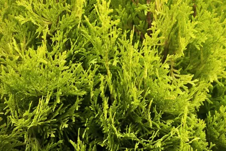 Thuja occ. 'Jantar'? - P9 - image 4
