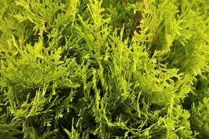 Thuja occ. 'Jantar'? - P9 - image 4