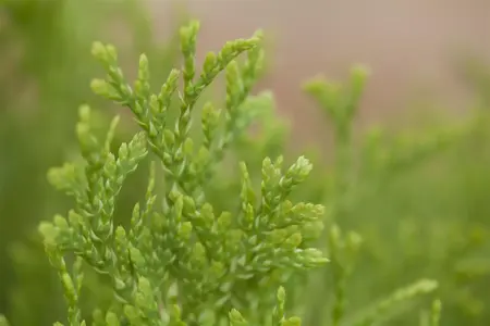 Thuja occ. 'Jantar'? - 100-125 CM RB - image 5