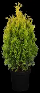 Thuja occ. 'Jantar'? - 175-200 CM RB - image 3
