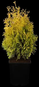 Thuja occ. 'Jantar'?