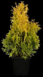 Thuja occ. 'Jantar'? - 125-150 CM RB - image 2