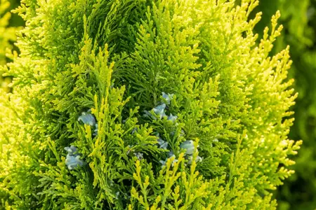 Thuja occ. 'King of Brabant' - PLUG/CELGROWN 144 CEL TRAY - image 3