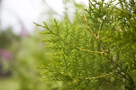 Thuja occ. 'King of Brabant' - SOLITAIR 250-300 CM RB - image 1