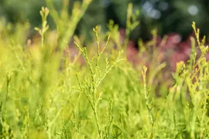 Thuja occ. 'King of Brabant' - PLUG/CELGROWN 144 CEL TRAY - image 2