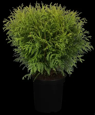 Thuja occ. 'Little Champion' - P9