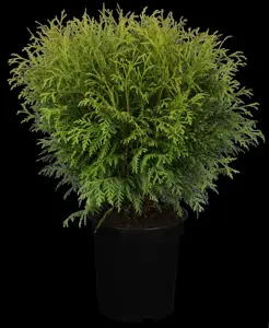 Thuja occ. 'Little Champion'