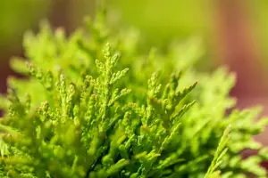 Thuja occ. 'Little Giant'