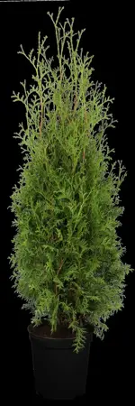 Thuja occ. 'Malonyana' - 25-30 CM C3