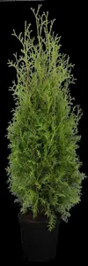 Thuja occ. 'Malonyana' - 25-30 CM C3