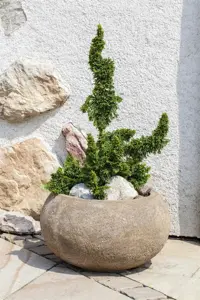 Thuja occ. 'Malonyana Holub'