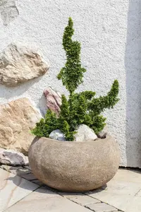 Thuja occ. 'Malonyana Holub' - 20-25 CM C3