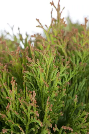 Thuja occ. 'Miky' - 30-40 CM C3 - image 2