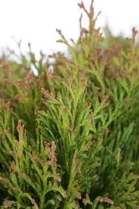 Thuja occ. 'Miky' - 30-40 CM C3 - image 2