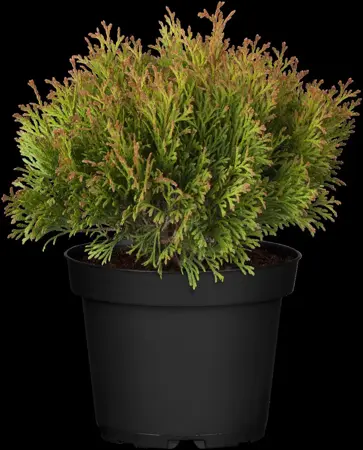 Thuja occ. 'Miky' - 30-40 CM C3 - image 3