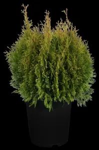 Thuja occ. 'Miky'