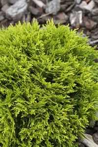 Thuja occ. 'Mirjam'? - 2 Ltr pot - image 5