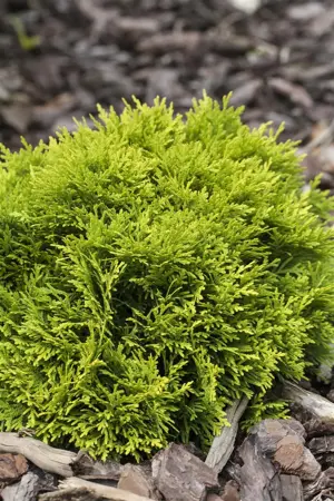 Thuja occ. 'Mirjam'? - 25-30 CM C5 - image 4