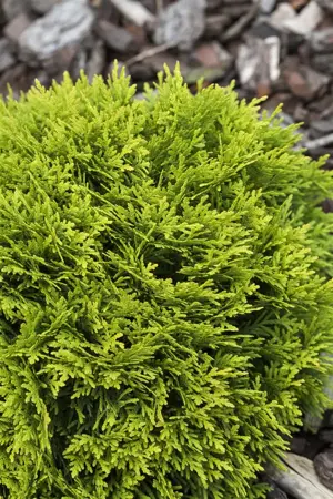Thuja occ. 'Mirjam'? - 25-30 CM C5 - image 5