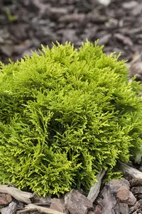 Thuja occ. 'Mirjam'? - 15-20 CM C2 - image 1