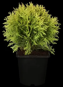 Thuja occ. 'Mirjam'?