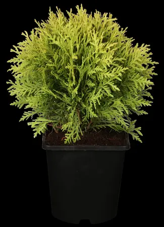 Thuja occ. 'Mirjam'? - 20-25 CM C2 - image 1