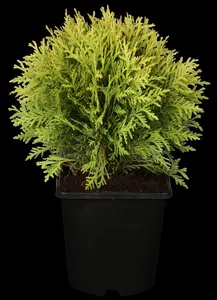 Thuja occ. 'Mirjam'? - 20-25 CM C2 - image 5