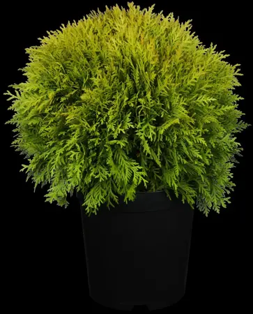 Thuja occ. 'Mirjam'? - 2 Ltr pot - image 3