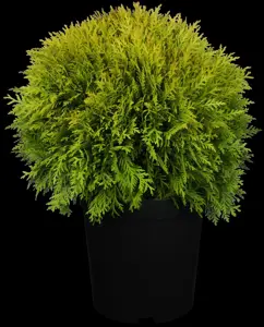 Thuja occ. 'Mirjam'? - 2 Ltr pot - image 3