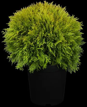 Thuja occ. 'Mirjam'? - 20-25 CM C2 - image 3