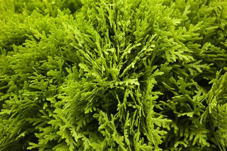Thuja occ. 'Mirjam'? - 15-20 CM C2 - image 3